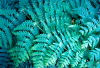 Tasmania - Australia - ferns (Picture Tasmania/S.Lovegrove)