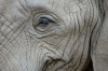 Thailand - Chiang Mai: eye to eye with an elephant - Asian Elephant - Elephas maximus (photo by J.Kaman)