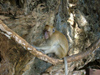 Thailand - Krabi: monkey (photo by Ben Jackson)
