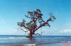 East Timor - Timor Leste: sea going tree (photo by Mrio Tom)