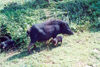 East Timor - Timor Leste: wild boar and family (photo by Mrio Tom)