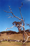 East Timor - Timor Leste - Timor: naked tree (photo by Mrio Tom)