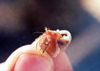 East Timor - Timor Leste - Timor: hermit crab (photo by Mrio Tom)