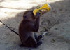 East Timor - Timor Leste - Timor: a monkey that loves soft drinks (photo by Mrio Tom)