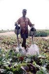 Togo - Lom: market gardener watering the plants - photo by Joe Filshie