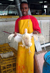 Trinidad - Port of Spain: a chicken just before slaughter - photo by P.Baldwin