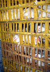 Trinidad - Port of Spain: chicken await their fate - cages - photo by P.Baldwin