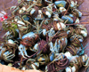 Trinidad - Port of Spain: blue crabs - photo by P.Baldwin