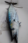 Trinidad: wahoo - Acanthocybium solandri - fish of the Caribbean sea - Thazard - Peto - photo by E.Petitalot