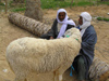 Tunisia - Douz: men and sheep - Livestock market (photo by J.Kaman)