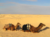 Tunisia - Douz: camels rest in the Sahara (photo by J.Kaman)