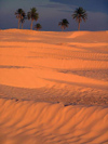 Tunisia - Douz: palm trees in the Sahara III (photo by J.Kaman)