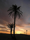 Tunisia - Douz: palm trees in the setting sun (photo by J.Kaman)