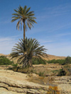 Tunisia / Tunisie - Mides oasis: palms on barren ground (photo by J.Kaman)