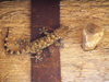 Tunisia - Ksar Douiret: gecko - Geko, Lagarta, Tekek, Gekony, Gekkonidae,Gekogiller, osga (photo by J.Kaman)