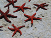 North Africa - Tunisia - Korbous: starfish (photo by J.Kaman)