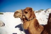 Tunisia - Jerba Island - Ras Taguermes: camel (photo by M.Torres)