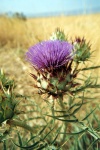 Tunisia / Tunisia / Tunisien -Borj Es Segui: cardoon in bloom - Cynara cardunculus (photo by M.Torres)