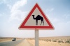 Tunisia - Remada: camel road sign (photo by M.Torres)