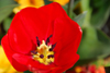 Istanbul, Turkey: red tulip - Aksaray - Fatih District - photo by M.Torres