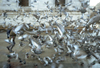 Istanbul, Turkey:  pigeons near the New Mosque - Eminn District - photo by S.Lund