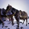 Mount Ararat, Agri Province, East Anatolia, Turkey: snow covered donkeys - load animals - base camp - mountaineering - photo by W.Allgwer