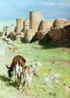 Ani, Kars province, Eastern Anatolia, Turkey: walls of the Armenian Bagratid kingdom - donkey - Western Armenia - photo by G.Frysinger