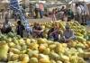 Turkmenistan - Ashghabat / Ashgabat / Ashkhabad / Ahal / ASB:  melons - the national fruit - market (photo by Karamyanc)