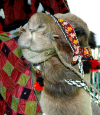 Turkmenistan - Camel close-up - Turkmen decoration (photo by G.Karamyanc)