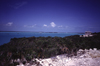 Providenciales - Turks and Caicos: coastal vegetation - photo by L.Bo