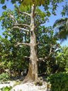 Funafuti atoll, Tuvalu: bread fruit tree - photo by G.Frysinger