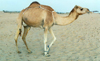 UAE - Al Fujairah: a hobbled camel - photo by G.Frysinger
