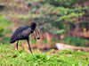 Jinja, Uganda: African openbill carries a fruit (Anastomus lamelligerus) - source of the Nile river - photo by M.Torres