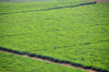 Lugazi, Buikwe District, Uganda: tea plantation from above - green fields with hedgerows of the Camellia sinensis plant - photo by M.Torres