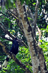 Entebbe, Wakiso District, Uganda: female Black-and-white Casqued Hornbill on a tree - Bycanistes subcylindricus, also known as the grey-cheeked hornbill - Entebbe botanical gardens, Manyago area - photo by M.Torres