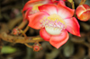 Entebbe, Wakiso District, Uganda: Couroupita Guianensis tree - showy, scented  flower with two genders - Cannonball tree - Entebbe botanical gardens, Manyago area - photo by M.Torres