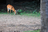 Entebbe, Wakiso District, Uganda: Ugandan kob grazing (Kobus kob thomasi) - this antelope is part of Uganda's coat of arms - photo by M.Torres