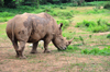 Entebbe, Wakiso District, Uganda: northern white rhinoceros grazing (Ceratotherium simum cottoni) - photo by M.Torres