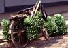 Uganda - Fort Portal - bananas on a bike - photos of Africa by F.Rigaud