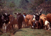 Uganda - Kyarusozi - Kyenjojo - cow herd - photos of Africa by F.Rigaud