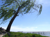 Uruguay - Colonia del Sacramento - The beach - windswept tree - photo by M.Bergsma