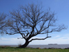 Uruguay - Colonia del Sacramento - Tree on the beach - photo by M.Bergsma