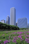 Chicago, Illinois, USA: skyscrapers backdrop a field of purple wildflowers in Grant Park - downtown - One and Two Prudential Plaza, Aon Center and Blue Cross and Blue Shield tower - photo by C.Lovell