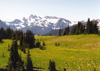 Mount Rainier National Park (Washington) - - photo by P.Willis