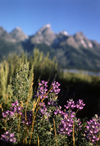 Grand Tetons National Park, Wyoming, USA: silvery lupine - Lupinus argenteus - perennial herb - photo by C.Lovell
