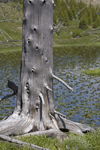 Yellowstone National Park, Wyoming, USA: a silver colored dead tree and a lily pond in the Imperial Basin - photo by C.Lovell