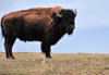 Thunder Basin National Grassland, Wyoming, USA: imposing buffalo in the empty landscape - American Bison - photo by M.Torres