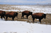 Thunder Basin National Grassland, Wyoming, USA: buffalo herd - cattle in the semi-desertic plain - photo by M.Torres