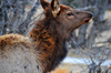 Estes Park, Larimer County, Colorado, USA: elk close-up - photo by M.Torres