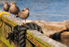 Rockland, Maine, New England, USA: three seaguls wait for the next catch - fishing pier - photo by M.Torres